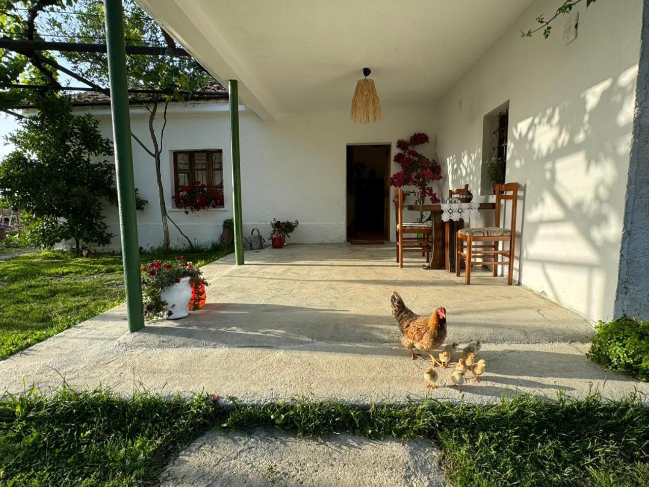 Guesthouse Vitoria - Mrizi I Zanave Fishte Exterior photo